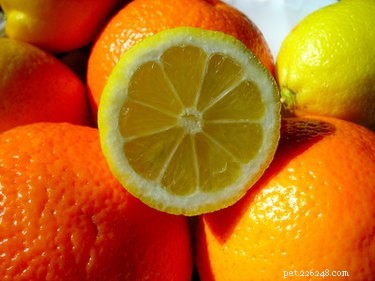Natural Lemon & Orange Spray: A Safe, Homemade Flea Killer