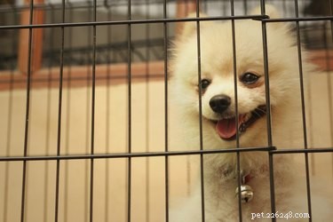Step‑by‑Step Guide: Safely Painting a Metal Dog Crate