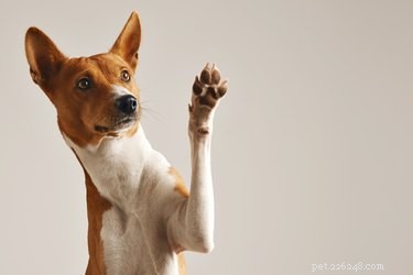Stop Your Dog’s Nail Bleeding: Simple Home Remedies