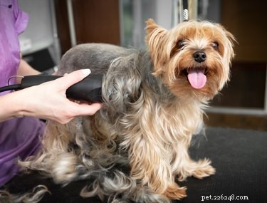 Safe Guide to Shaving a Dog with Matted Hair