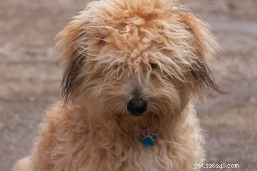 Safe Guide to Shaving a Dog with Matted Hair