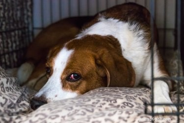 Step-by-Step Guide to Assembling a Drop-Pin Dog Crate