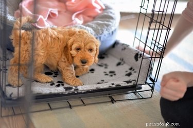 Step-by-Step Guide to Assembling a Drop-Pin Dog Crate
