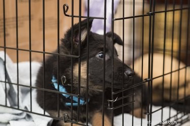 Reduce the Size of Your Dog Crate Safely and Effectively