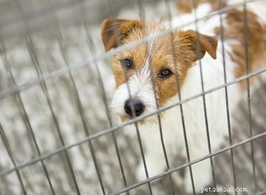 Reduce the Size of Your Dog Crate Safely and Effectively