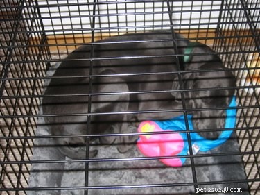 How to Keep Your Dog Crate Fresh and Inviting