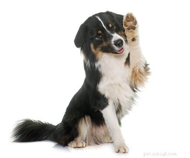 DIY Protective Wax for Your Dog s Paws: A Simple Guide