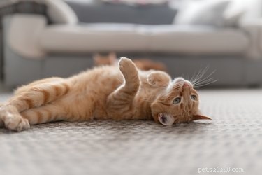 Seal Pet Stains on Subflooring: A Step-by-Step Guide to Removing Odors