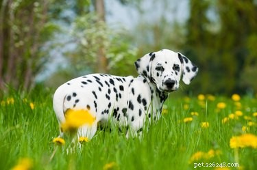When Do Dalmatian Puppies Develop Their Signature Spots?