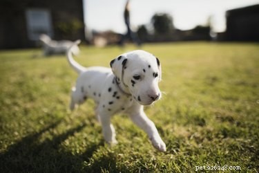 When Do Dalmatian Puppies Develop Their Signature Spots?