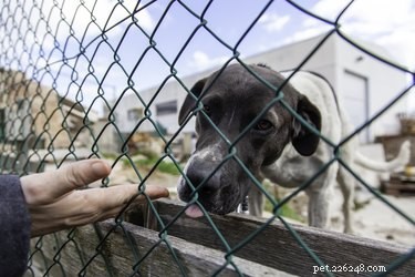 Secure Your Dog s Safety: Fixing Bottom Gaps in Chain‑Link Fences