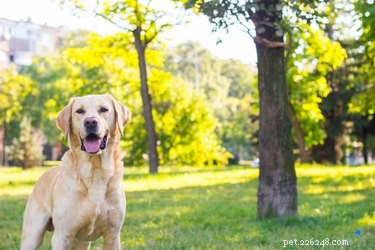 Why Does My Labrador Retriever Have Wavy Hair? Understanding Coat Types and Grooming