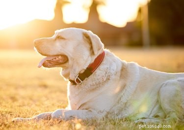 Why Does My Labrador Retriever Have Wavy Hair? Understanding Coat Types and Grooming