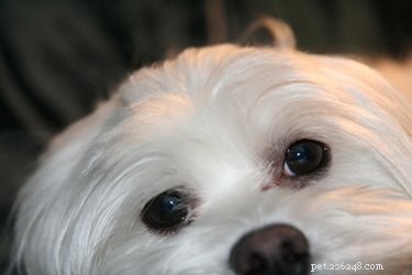 Professional Guide to Trimming Your Maltipoo’s Coat