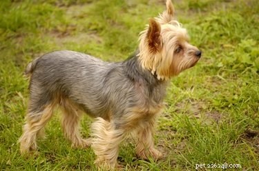 Why Aren’t Your Yorkie’s Ears Standing Up?