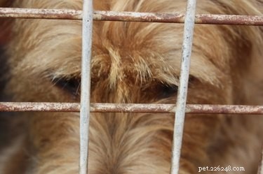 Designing the Perfect Dog Run: Size & Safety Tips