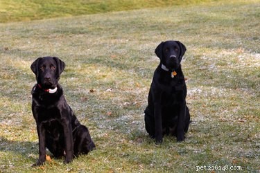 Designing the Perfect Dog Run: Size & Safety Tips