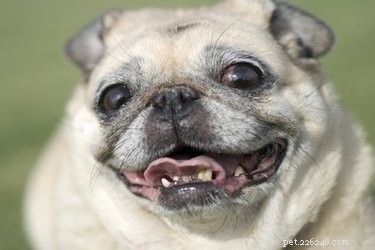 Designing the Perfect Dog Run: Size & Safety Tips