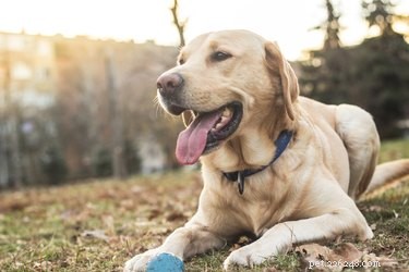 DIY Homemade Dog Food Recipes for Labradors: Nutrition & Health Guide