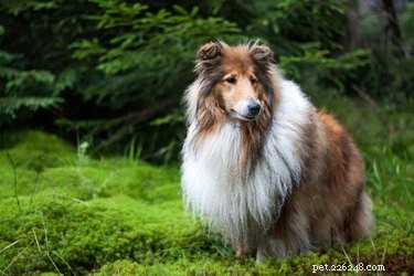 Safe Use of Jergens Lotion for Your Dog’s Skin Care