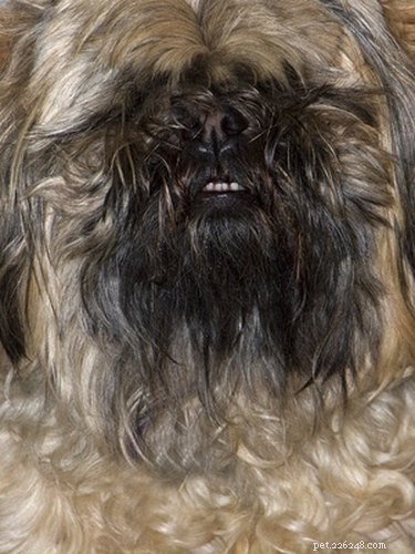 Professional Shih Tzu Grooming: A Step‑by‑Step Clip Guide