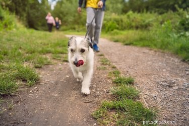 Create a Safe Natural Dog Repellent: DIY Guide