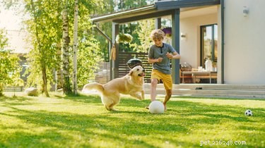 Create a Safe Natural Dog Repellent: DIY Guide