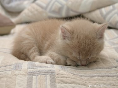 Safe Flea Removal for Newborn Kittens: A Complete Guide