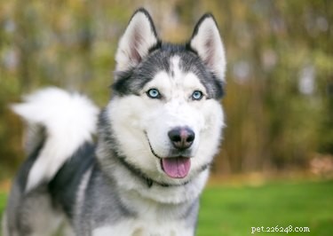 Expert Guide to Homemade Husky Dog Food: Healthy, Tailored Meals