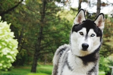 Expert Guide to Homemade Husky Dog Food: Healthy, Tailored Meals