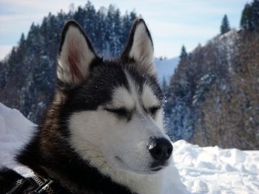 Expert Guide to Homemade Husky Dog Food: Healthy, Tailored Meals