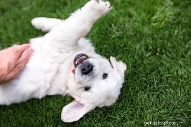 DIY Dog Litter Box: A Simple, Affordable Solution for Pet Owners