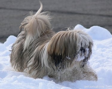 How to Grow & Maintain Long, Silky Hair on Your Shih Tzu