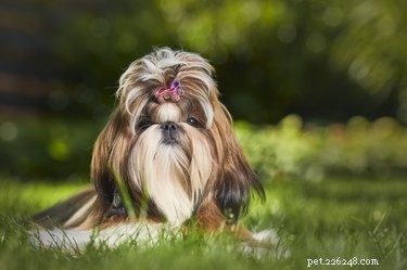 How to Grow & Maintain Long, Silky Hair on Your Shih Tzu