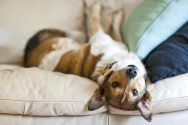 Top Dog Foods to Calm Diarrhea and Restore Gut Health