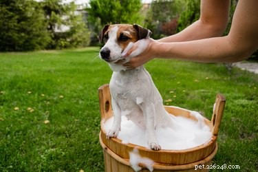 T‑Gel Shampoo for Dogs: Safe Use and Alternatives