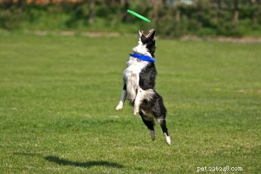 Designing a Safe & Fun Backyard Jungle Gym for Your Dog