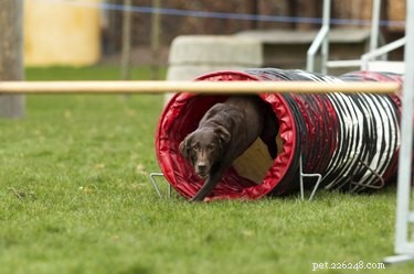Designing a Safe & Fun Backyard Jungle Gym for Your Dog