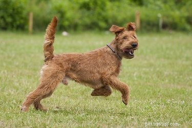 Designing a Safe & Fun Backyard Jungle Gym for Your Dog