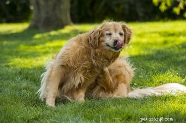 Identifying Baby Fleas: A Guide for Pet Owners