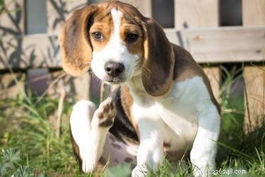 Identifying Baby Fleas: A Guide for Pet Owners