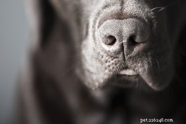 How Drug Detection Dogs Spot Illicit Substances