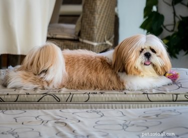 Best Dog Foods for Shih Tzus: Nutritious Picks for Small, Loving Breeds