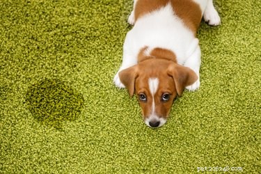 Effective Home Remedies to Eliminate Pet Odors Naturally