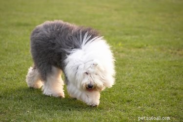 Long-Haired Dog Grooming: Expert Hairstyles & Trims for a Healthy Coat