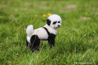 Long-Haired Dog Grooming: Expert Hairstyles & Trims for a Healthy Coat