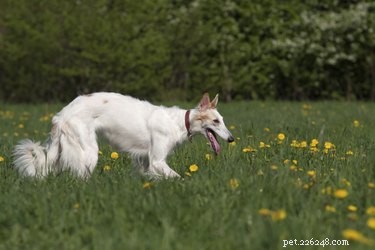 Long-Haired Dog Grooming: Expert Hairstyles & Trims for a Healthy Coat