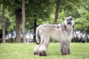 Long-Haired Dog Grooming: Expert Hairstyles & Trims for a Healthy Coat