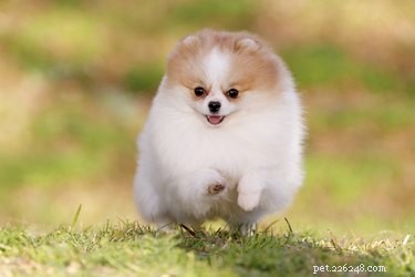 Long-Haired Dog Grooming: Expert Hairstyles & Trims for a Healthy Coat