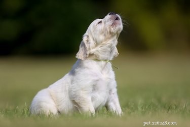 Florida Dog Barking Regulations: What Owners Need to Know